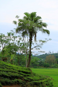 Đắm say với vẻ đẹp bất tận ở đồi chè Long Cốc