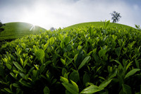 Đắm say với vẻ đẹp bất tận ở đồi chè Long Cốc