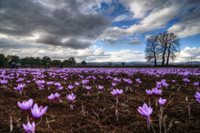 [ẢNH] Khám phá việc thu hoạch Saffron – 