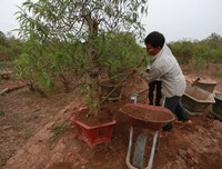 Nông dân ở Nhật Tân tất bật chăm đào tuốt lá