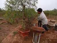 Nông dân ở Nhật Tân tất bật chăm đào tuốt lá