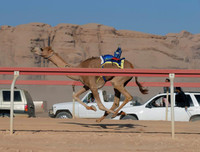 Thú vị xem cuộc đua lạc đà khốc liệt và... bụi mù