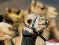 Thú vị xem cuộc đua lạc đà khốc liệt và... bụi mù