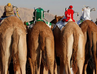 Thú vị xem cuộc đua lạc đà khốc liệt và... bụi mù