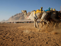 Thú vị xem cuộc đua lạc đà khốc liệt và... bụi mù