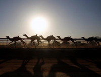 Thú vị xem cuộc đua lạc đà khốc liệt và... bụi mù