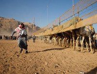 Thú vị xem cuộc đua lạc đà khốc liệt và... bụi mù