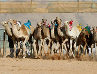 Thú vị xem cuộc đua lạc đà khốc liệt và... bụi mù