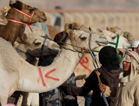 Thú vị xem cuộc đua lạc đà khốc liệt và... bụi mù