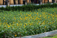 Hơn 2.000 mét vuông hoa hướng dương rực rỡ Hoàng thành Thăng Long