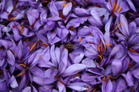 [ẢNH] Khám phá việc thu hoạch Saffron – 
