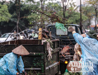 [ẢNH] Trời mưa, tiểu thương vứt bỏ đào quất, đường phố ngập xác hoa...
