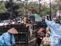 [ẢNH] Trời mưa, tiểu thương vứt bỏ đào quất, đường phố ngập xác hoa...