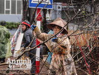 [ẢNH] Trời mưa, tiểu thương vứt bỏ đào quất, đường phố ngập xác hoa...