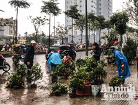 [ẢNH] Trời mưa, tiểu thương vứt bỏ đào quất, đường phố ngập xác hoa...