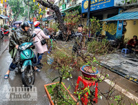 [ẢNH] Trời mưa, tiểu thương vứt bỏ đào quất, đường phố ngập xác hoa...