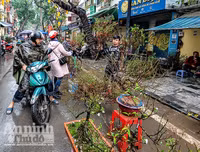 [ẢNH] Trời mưa, tiểu thương vứt bỏ đào quất, đường phố ngập xác hoa...
