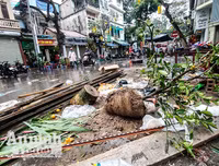[ẢNH] Trời mưa, tiểu thương vứt bỏ đào quất, đường phố ngập xác hoa...