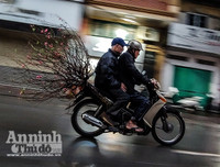 [ẢNH] Trời mưa, tiểu thương vứt bỏ đào quất, đường phố ngập xác hoa...