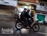 [ẢNH] Trời mưa, tiểu thương vứt bỏ đào quất, đường phố ngập xác hoa...
