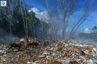 Hành trình 7.000 cây số để 