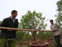 Nông dân ở Nhật Tân tất bật chăm đào tuốt lá