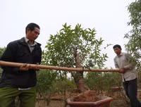 Nông dân ở Nhật Tân tất bật chăm đào tuốt lá