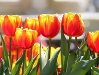 Đến Bà Nà Hills xem nghệ sỹ châu Âu kể chuyện cổ tích về các loài hoa