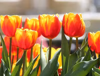 Đến Bà Nà Hills xem nghệ sỹ châu Âu kể chuyện cổ tích về các loài hoa