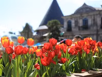 Đến Bà Nà Hills xem nghệ sỹ châu Âu kể chuyện cổ tích về các loài hoa