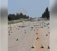 [ẢNH] Nga gửi tối hậu thư cứng rắn chưa từng thấy cho phiến quân nổi dậy tại Idlib, Syria