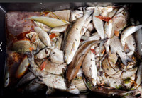 [ẢNH] Không riêng gì Việt Nam, các nước châu Âu cũng khô quắt với nắng nóng hè này