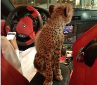 [ẢNH] Hội con nhà giàu Dubai làm điên đảo mạng xã hội vì mức sang chảnh không ai bì kịp