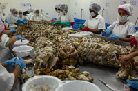 [ẢNH] Bi kịch của những người đàn ông đổi mạng vì món ăn sang của nhà giàu