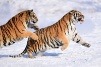 Nga triệt phá một đường dây buôn bán hàng tấn tay gấu và các bộ phận động vật quý hiếm