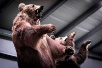 Nga triệt phá một đường dây buôn bán hàng tấn tay gấu và các bộ phận động vật quý hiếm