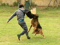 Cảnh khuyển tranh tài tấn công tội phạm, phát hiện thuốc nổ