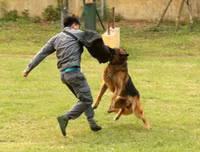 Cảnh khuyển tranh tài tấn công tội phạm, phát hiện thuốc nổ