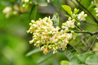 Hoa bưởi xuống phố