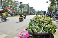 Hoa bưởi xuống phố