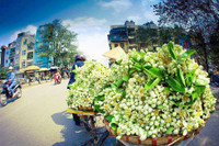 Hoa bưởi xuống phố