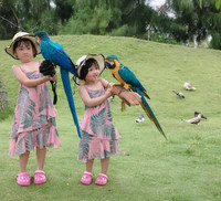 Thu hút hàng vạn lượt khách, vườn thú bán hoang dã tại Quy Nhơn có gì lạ?