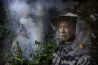 [ẢNH] Nghề không dành cho những người yếu tim: Lấy mật ong rừng ở Trung Quốc