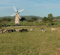 Khám phá trang trại Vinamilk Organic chuẩn châu Âu trên cao nguyên Đà Lạt