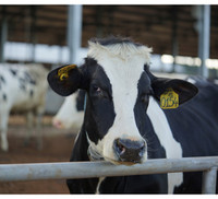 Khám phá trang trại Vinamilk Organic chuẩn châu Âu trên cao nguyên Đà Lạt