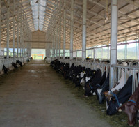 Khám phá trang trại Vinamilk Organic chuẩn châu Âu trên cao nguyên Đà Lạt