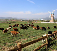 Khám phá trang trại Vinamilk Organic chuẩn châu Âu trên cao nguyên Đà Lạt