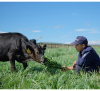 Khám phá trang trại Vinamilk Organic chuẩn châu Âu trên cao nguyên Đà Lạt