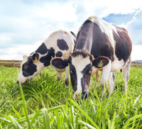 Khám phá trang trại Vinamilk Organic chuẩn châu Âu trên cao nguyên Đà Lạt