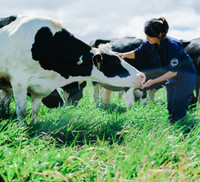 Khám phá trang trại Vinamilk Organic chuẩn châu Âu trên cao nguyên Đà Lạt